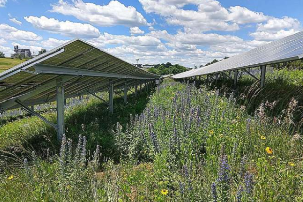 Solar farms with stormwater controls mitigate runoff and erosion, study finds